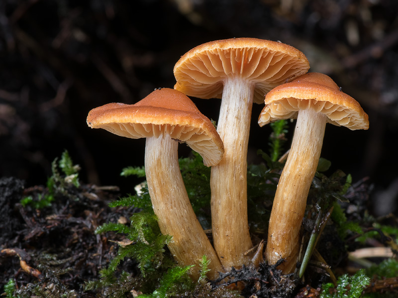 Cortinarius renidens